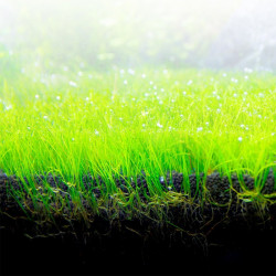 Bio Stratum Fluval 4 kg