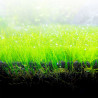 Bio Stratum Fluval 4 kg