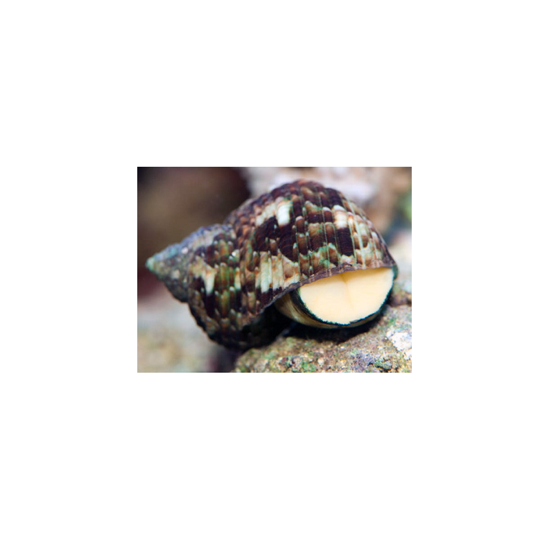 Turbo brunneus Turbo brunneus