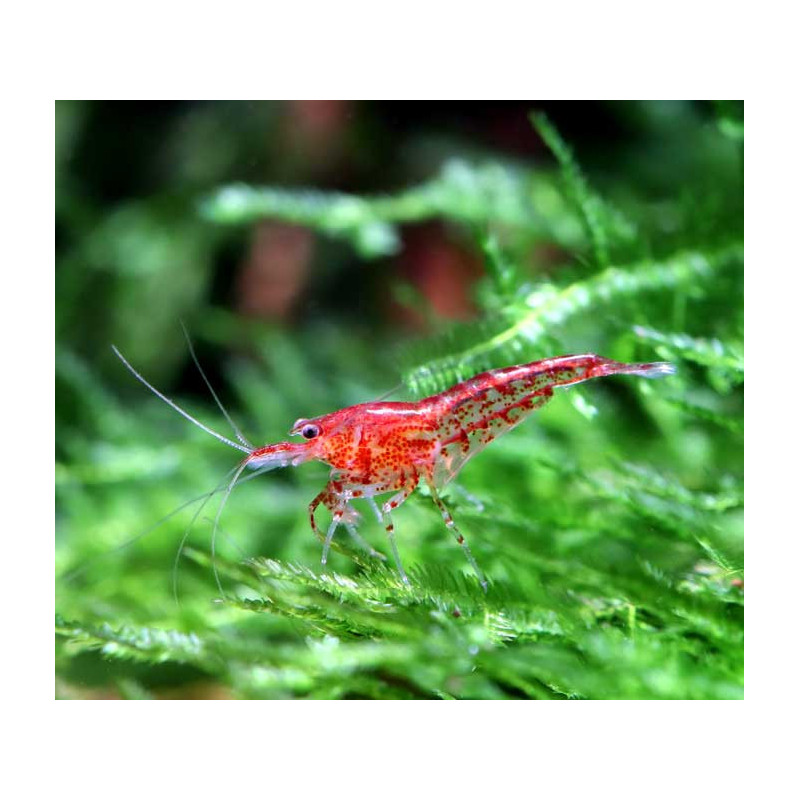 Gambas Red cherry ( 5 unidades ) Gambas Red cherry ( 5 unidades )