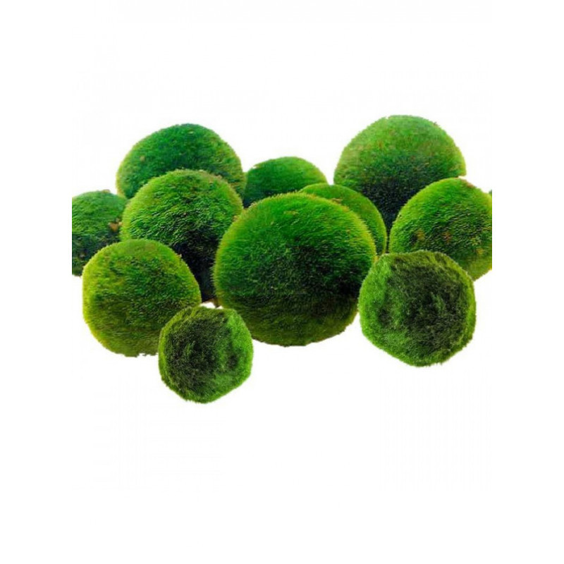 Cladophora ( Bola de musgo japones ) Cladophora ( Bola de musgo japones )