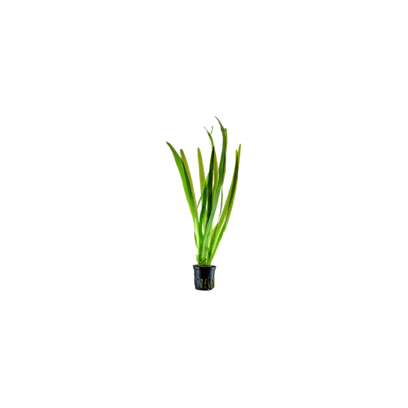 Vallisneria Gigantea Vallisneria Gigantea