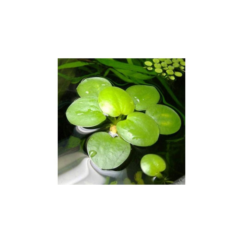 Limnobium laevigatum ( Lechuga de agua ) Limnobium laevigatum ( Lechuga de agua )