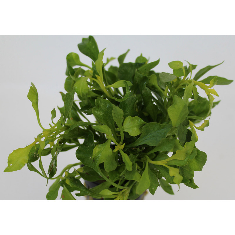 Alternanthera beztkiana verde Alternanthera beztkiana verde