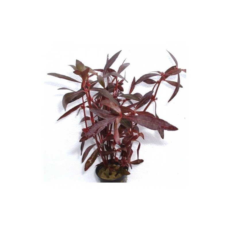 Alternanthera sessilis Alternanthera sessilis