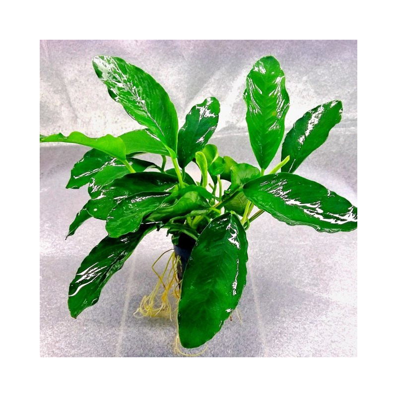 Anubias barteri gabon Anubias barteri gabon