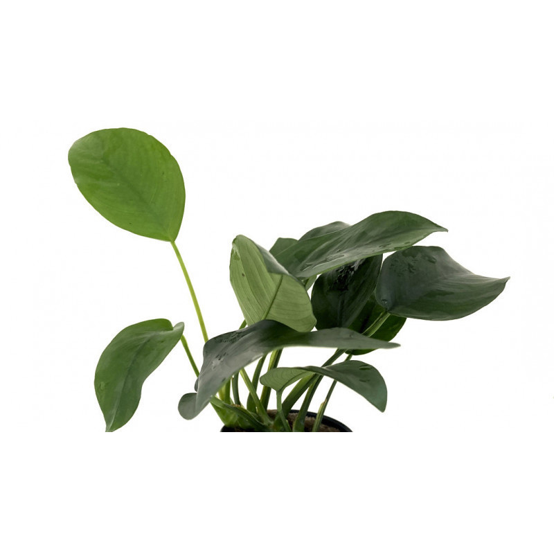 Anubias barteri var. DIAMOND Anubias barteri var. DIAMOND