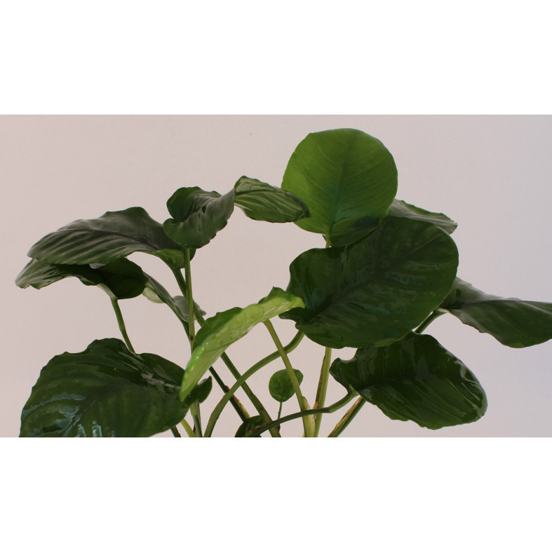 Anubias barteri Wrinkle leave Anubias barteri Wrinkle leave
