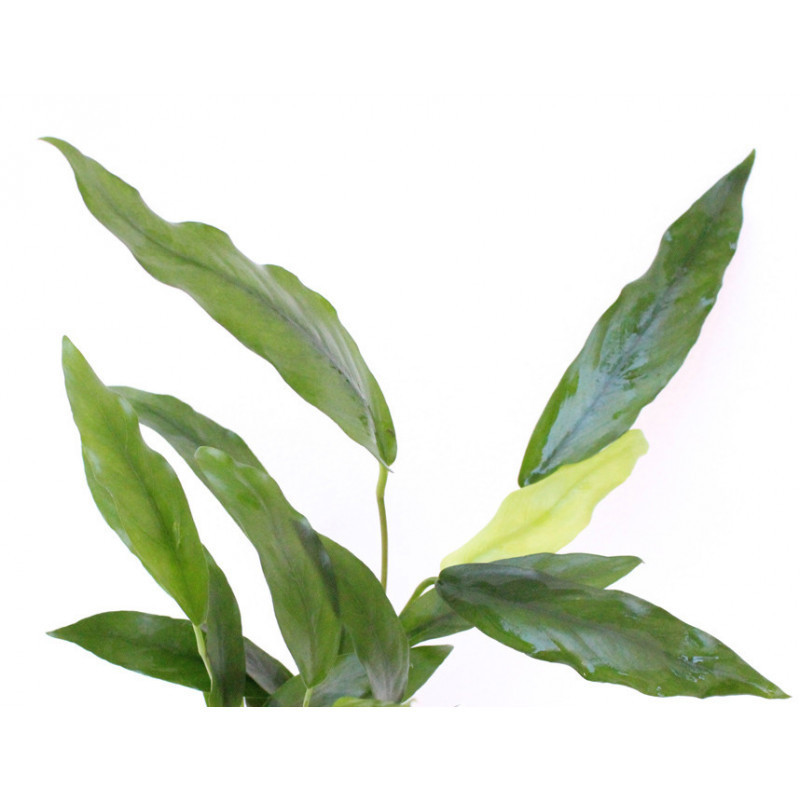 Anubias minima (sinon. Odorota) Anubias minima (sinon. Odorota)