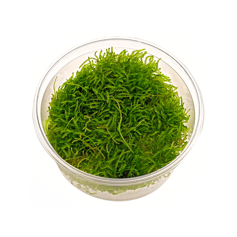 Taxiphyllum Barbieri Bogor Moss Taxiphyllum Barbieri Bogor Moss