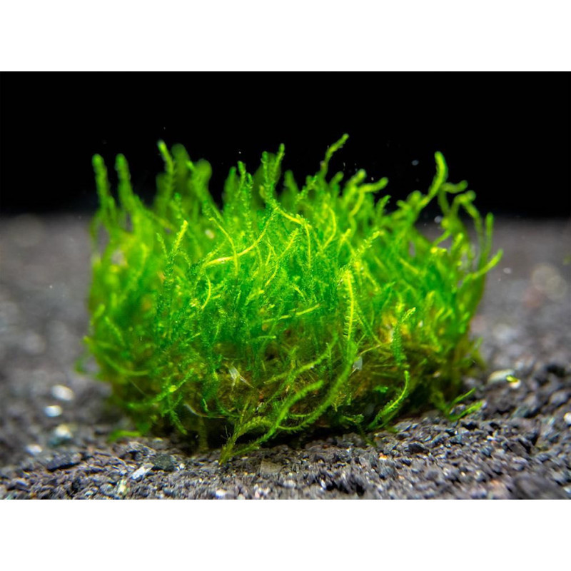 Taxiphillum sp FLAME Taxiphillum sp FLAME