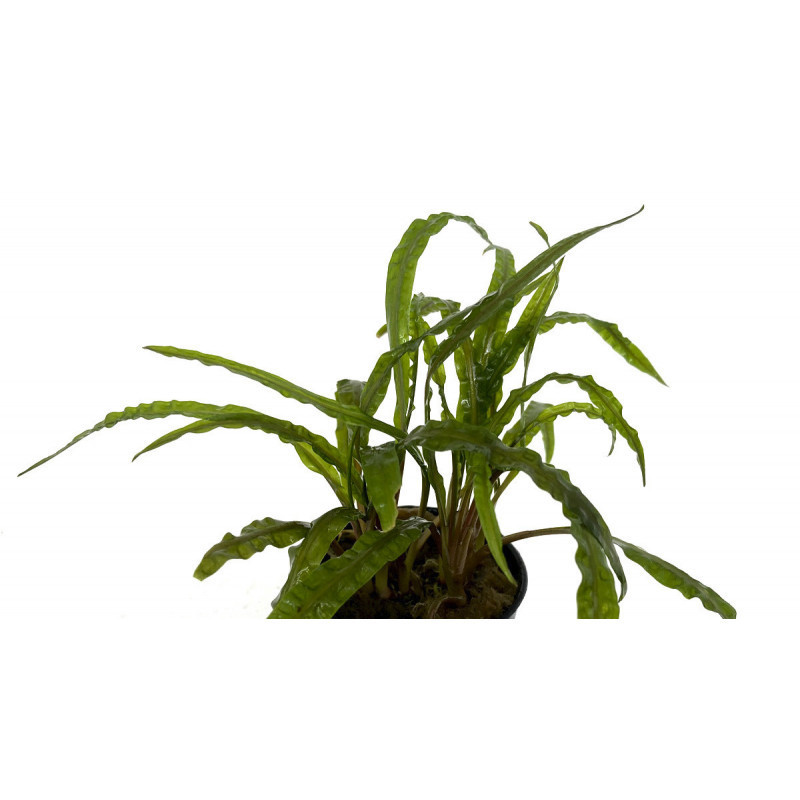 Cryptocoryne crispatula -balansae Cryptocoryne crispatula -balansae