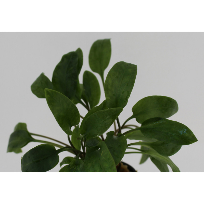 Cryptocoryne willisii Cryptocoryne willisii
