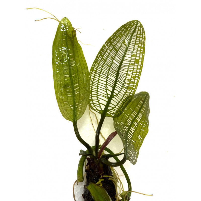 Aponogeton madagascariensis Aponogeton madagascariensis