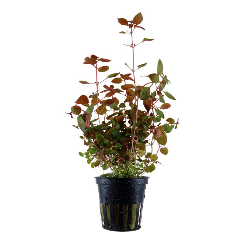 Ludwigia palustris RUBIN Ludwigia palustris RUBIN