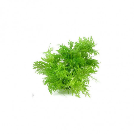 Hygrophila diformis Synema