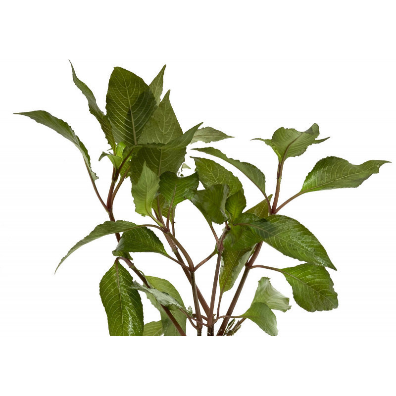 Nomaphila Cherry Leaf Nomaphila Cherry Leaf