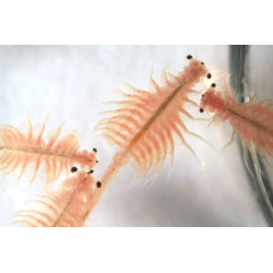 BRINE SHRIMPS (Artemia Salina) 500 g Artemia Koral