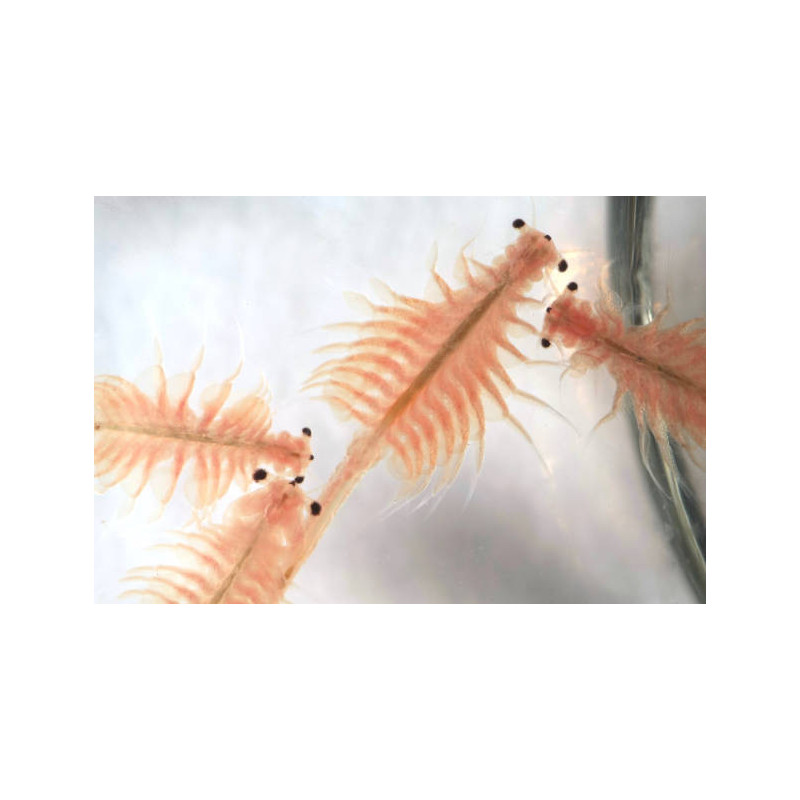 BRINE SHRIMPS (Artemia Salina) 500 g Artemia Koral