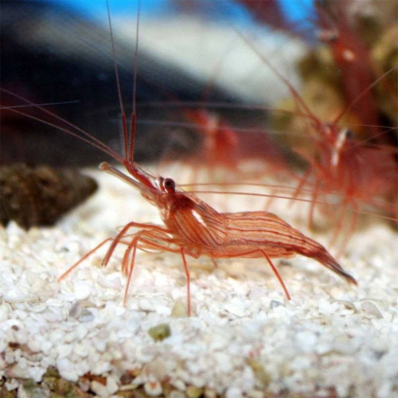 Lysmata wurdemanni Lysmata wurdemanni
