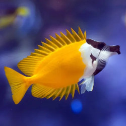 Siganus vulpinus