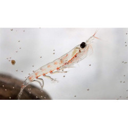 ANTARKTIC KRILL 500 g.