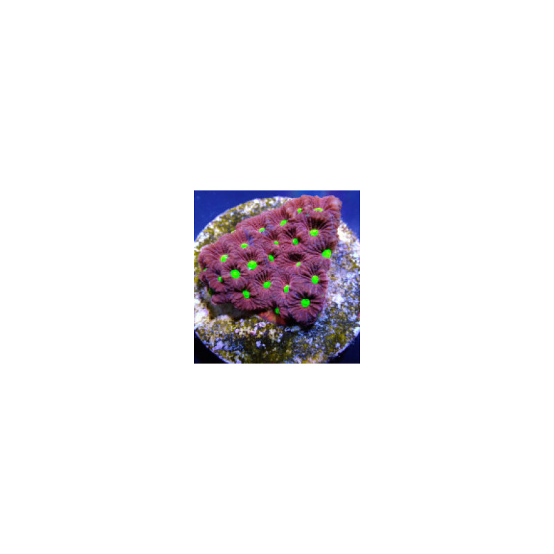 Favites pentagona (Ultra) (frag) Favites pentagona (Ultra) (frag)