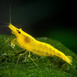 Neocaridina Yellow gamba