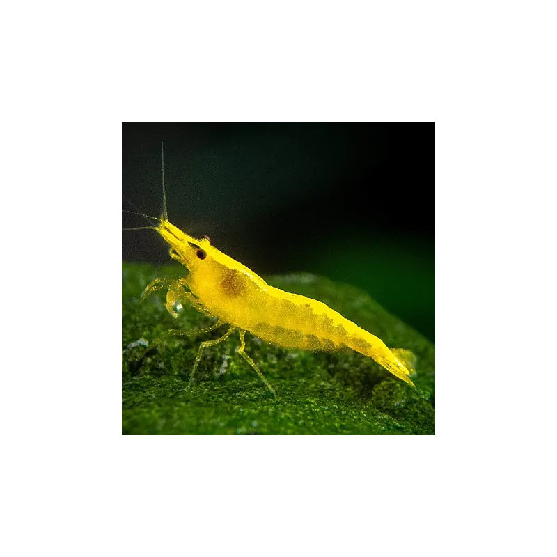 Neocaridina Yellow gamba
