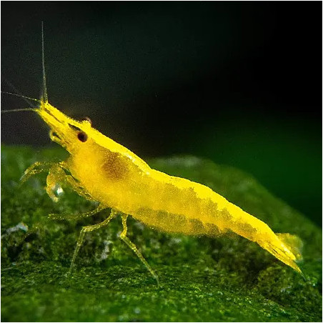 Neocaridina Yellow gamba