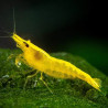 Neocaridina Yellow gamba
