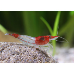 Neocaridina Red Rili gamba