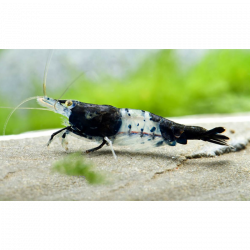 Neocaridina Black Rili gamba