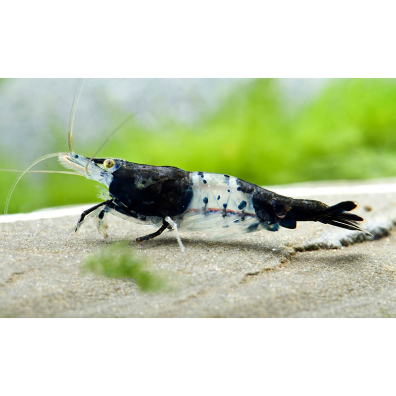 Neocaridina Black Rili gamba