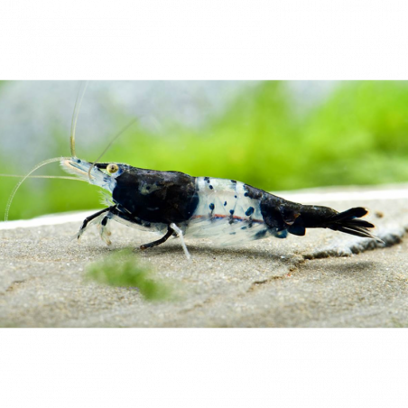 Neocaridina Black Rili gamba