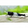 Neocaridina Black Rili gamba