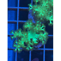 Arbol de kenia verde fluor