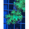 Arbol de kenia verde fluor