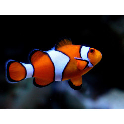 Pez payaso - Amphiprion ocellaris