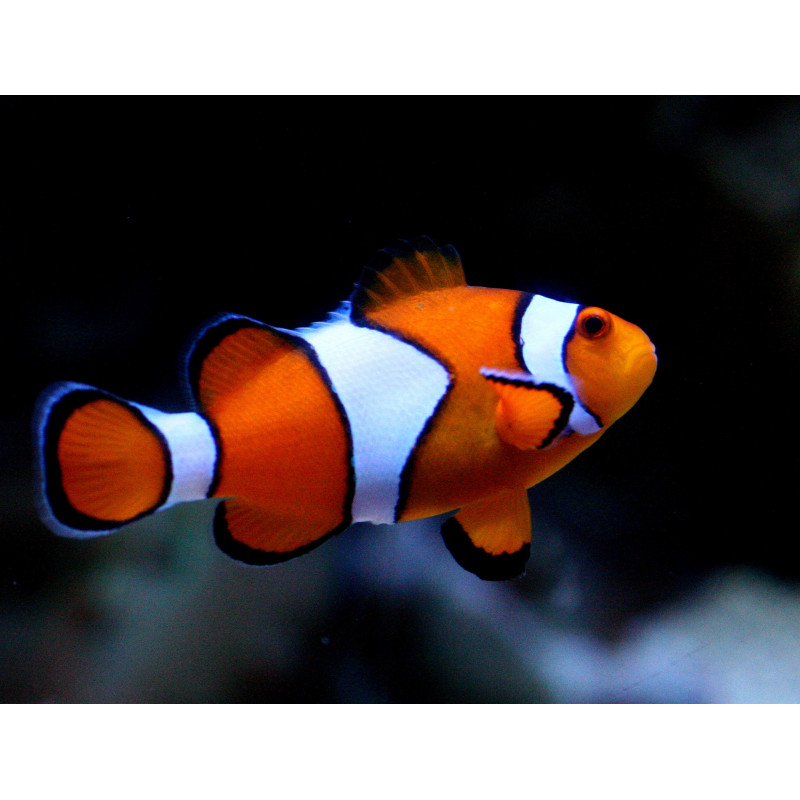 Pez payaso - Amphiprion ocellaris