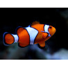 Pez payaso - Amphiprion ocellaris