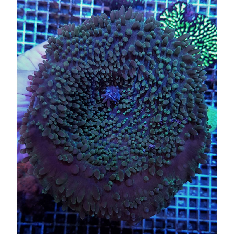 Amplexidiscus fenestrafer (Common) Amplexidiscus fenestrafer (Common)