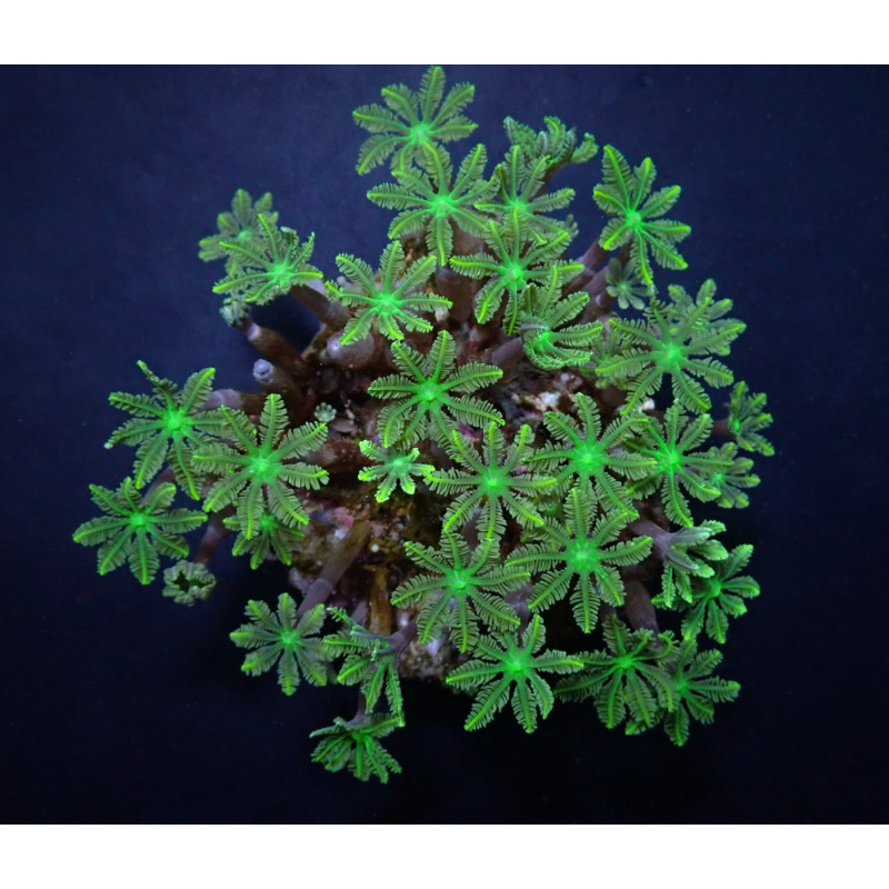Clavularia spp. (Green) Clavularia spp. (Green)