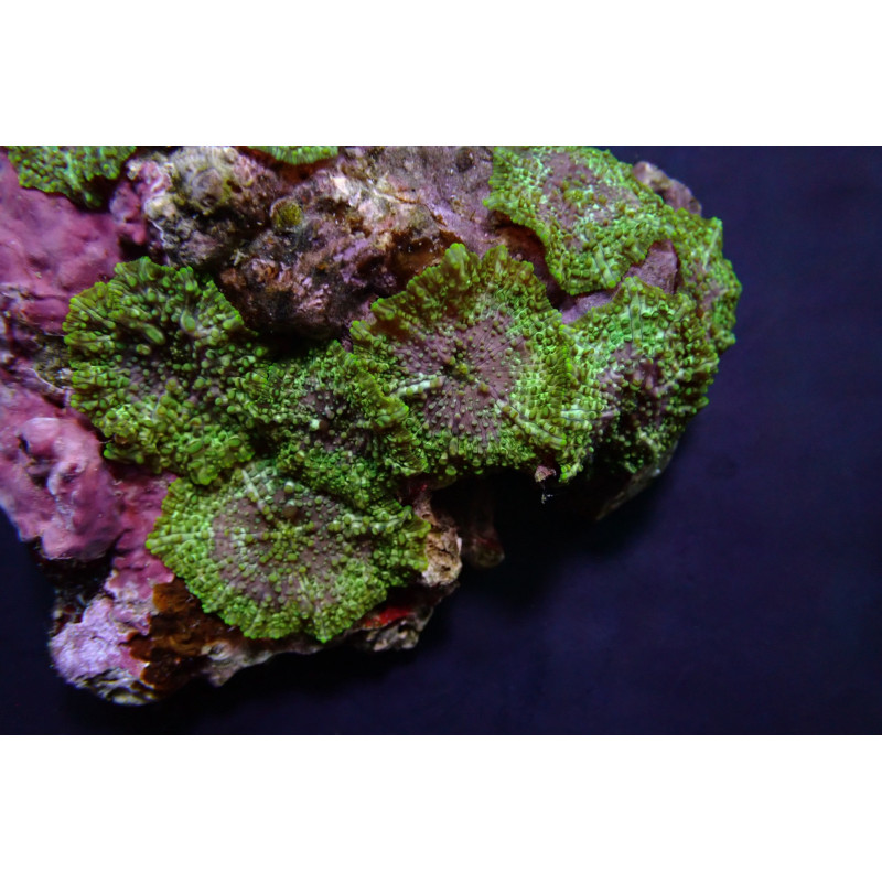 Discosoma marmoratus Discosoma marmoratus
