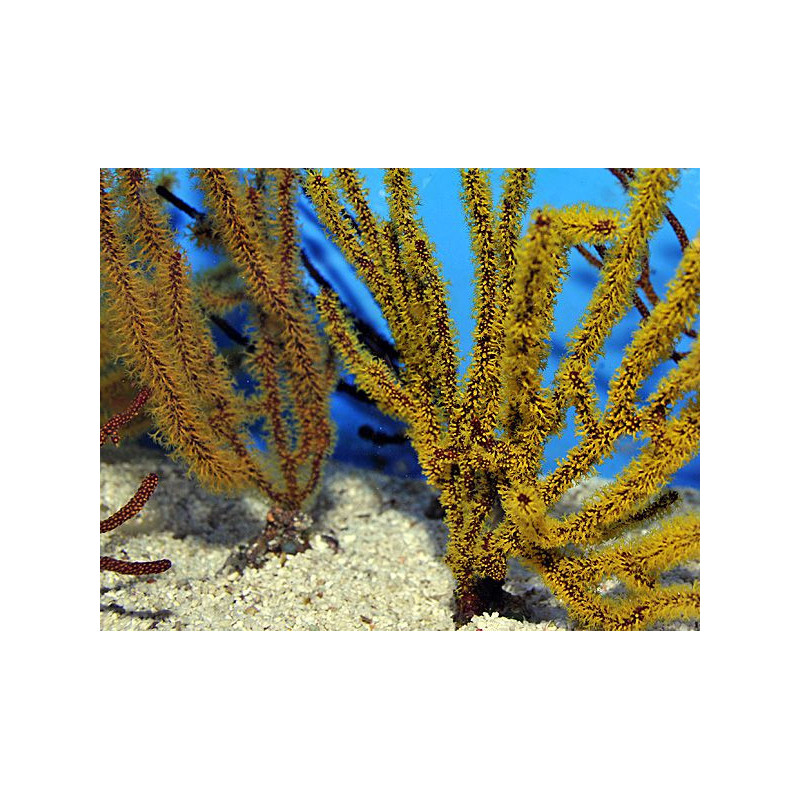 Gorgonia spp. (Colored) Gorgonia spp. (Colored)