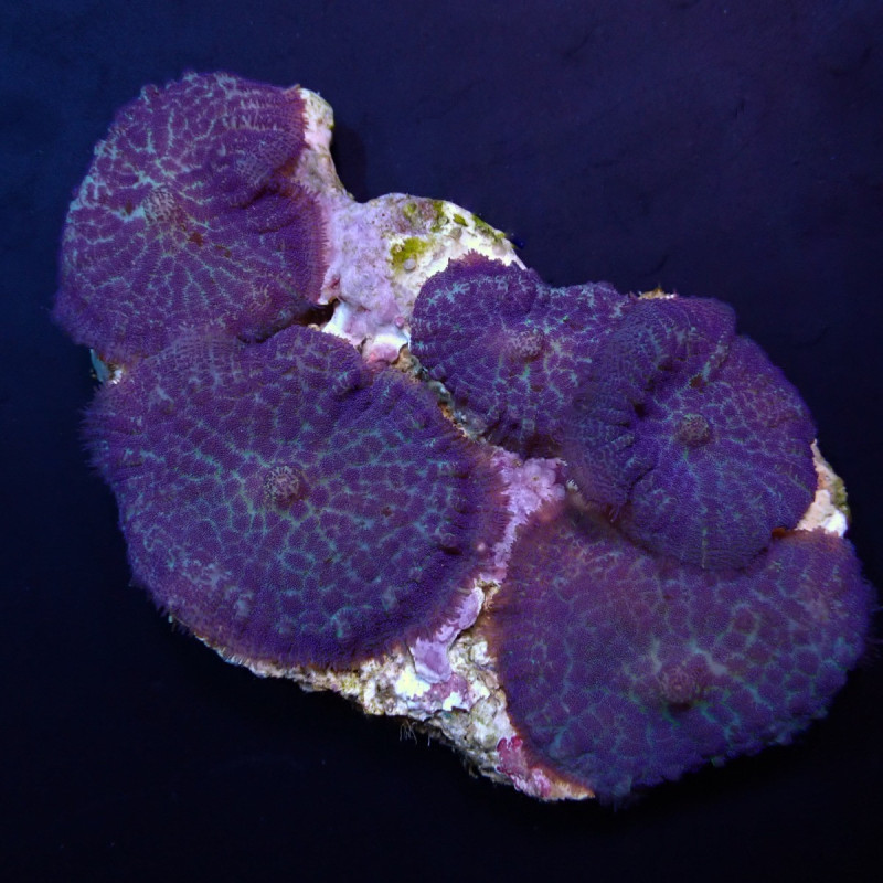 Rhodactis inchoata (Blue-Purple) Rhodactis inchoata (Blue-Purple)