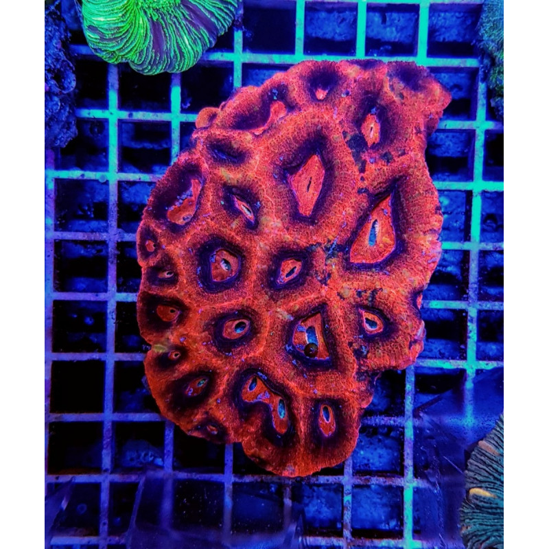 Acanthastrea bowerbanki (Premium) Acanthastrea bowerbanki (Premium)