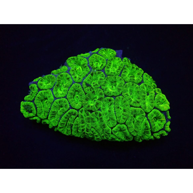 Acanthastrea lordhowensis (Green) (Premium) Acanthastrea lordhowensis (Green) (Premium)
