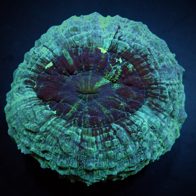 Acanthophyllia deshayesiana (Green) Acanthophyllia deshayesiana (Green)