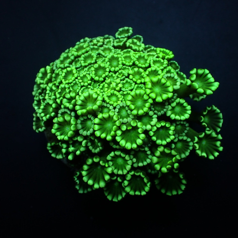 Alveopora spp. (Green) Alveopora spp. (Green)